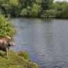 hundetreffen 03.09.2016 559